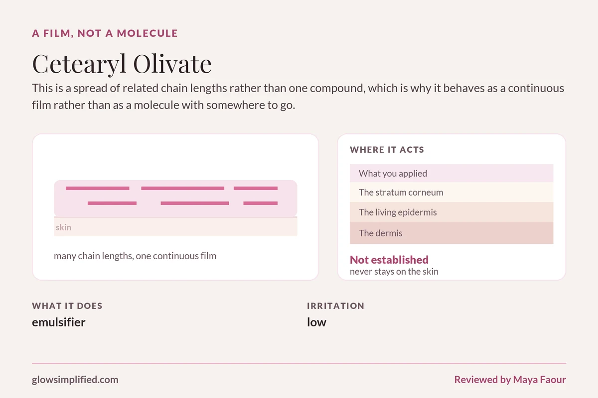 Cetearyl Olivate: A film, not a molecule. This is a spread of related chain lengths rather than one compound, which is why it behaves as a continuous film rather than as a molecule with somewhere to go.