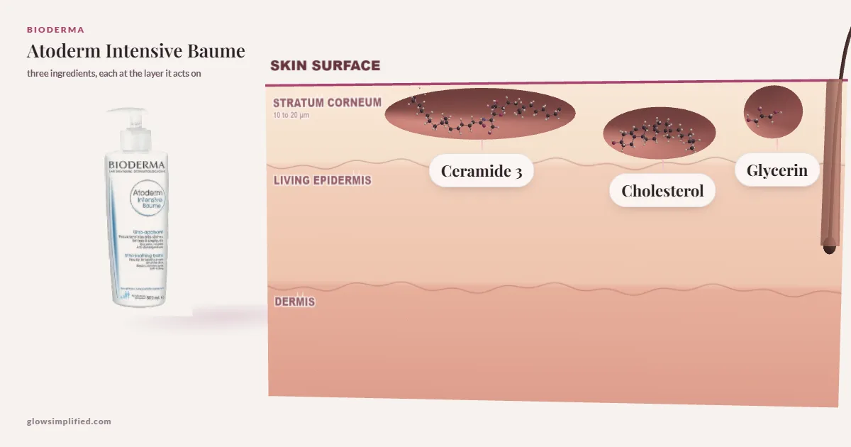 Bioderma Atoderm Intensive Baume: Ceramide 3, Cholesterol, Glycerin drawn in a cross-section of skin, each at the layer it acts on