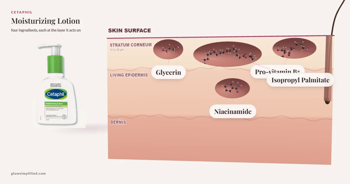 Cetaphil Moisturizing Lotion: Glycerin, Isopropyl Palmitate, Pro-vitamin B5, Niacinamide drawn in a cross-section of skin, each at the layer it acts on
