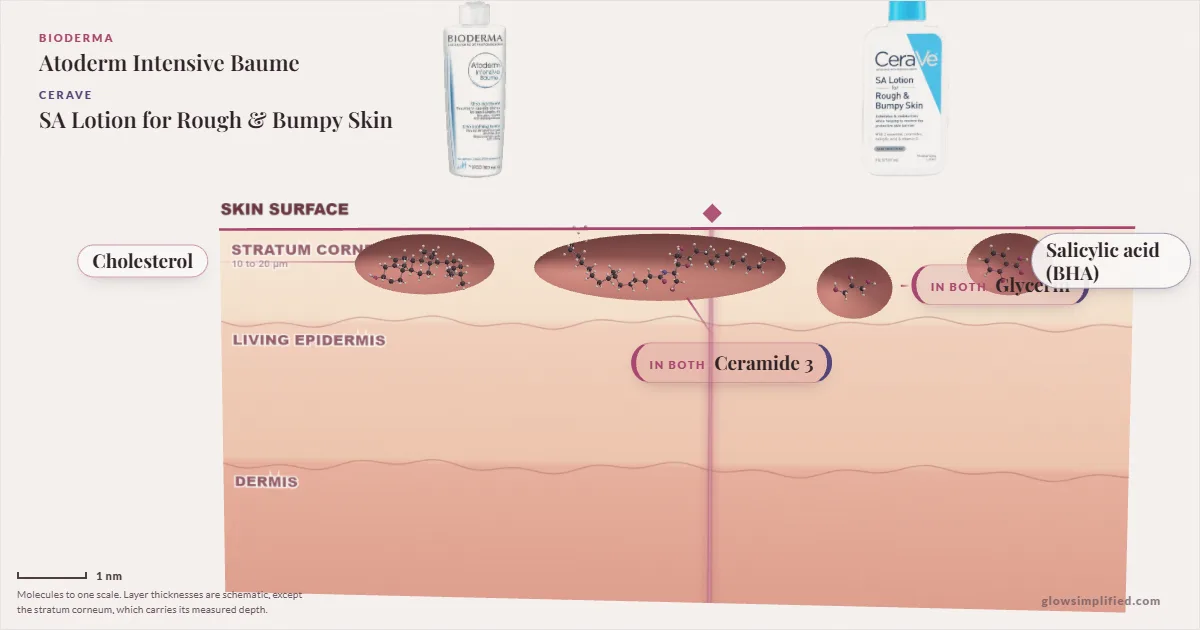 Bioderma Atoderm Intensive Baume and CeraVe SA Lotion for Rough & Bumpy Skin: their molecules drawn in one cross-section of skin, shared ingredients on the seam