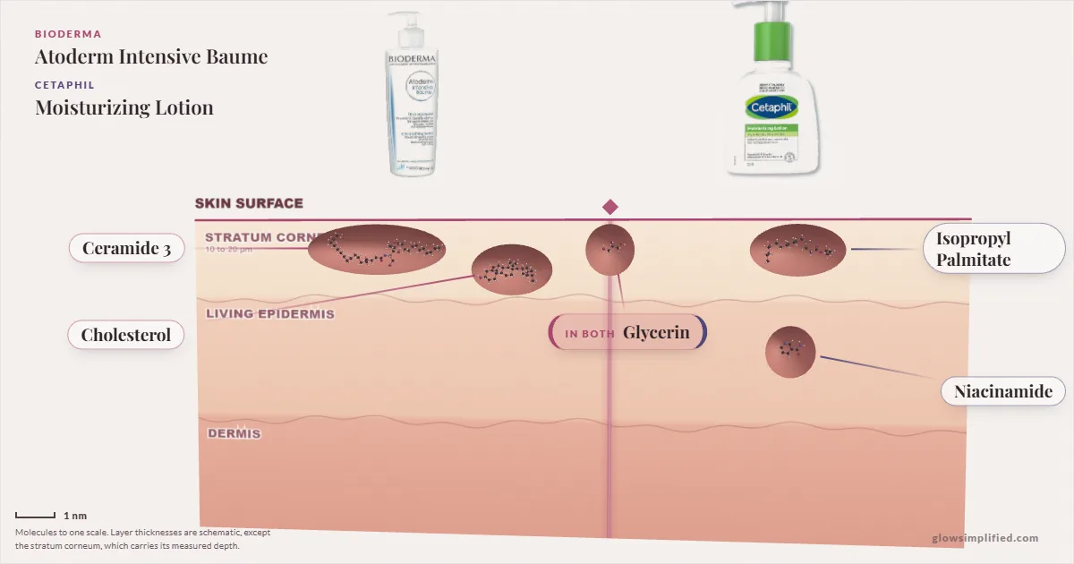 Bioderma Atoderm Intensive Baume and Cetaphil Moisturizing Lotion: their molecules drawn in one cross-section of skin, shared ingredients on the seam