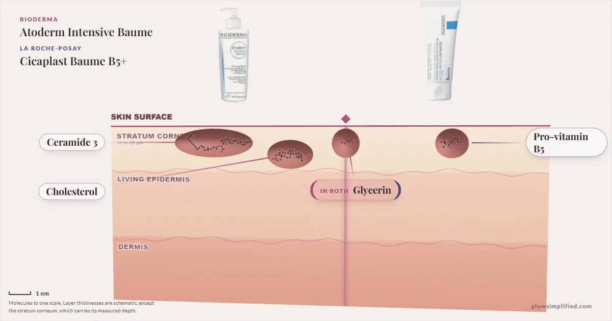 Bioderma Atoderm Intensive Baume and La Roche-Posay Cicaplast Baume B5+: their molecules drawn in one cross-section of skin, shared ingredients on the seam