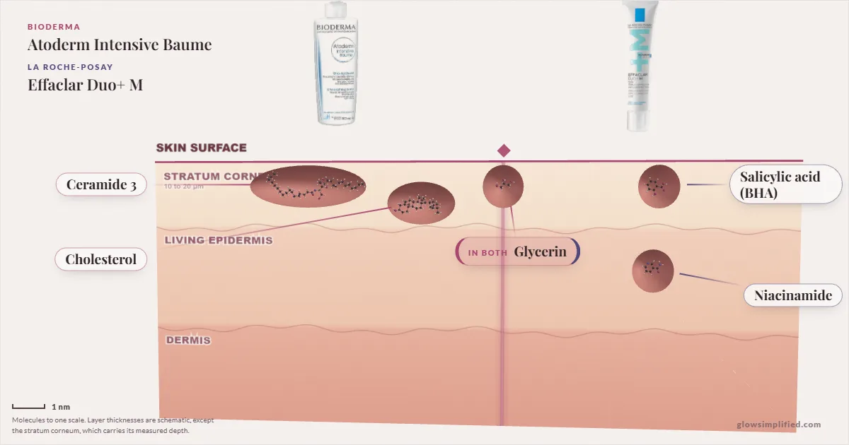 Bioderma Atoderm Intensive Baume and La Roche-Posay Effaclar Duo+ M: their molecules drawn in one cross-section of skin, shared ingredients on the seam
