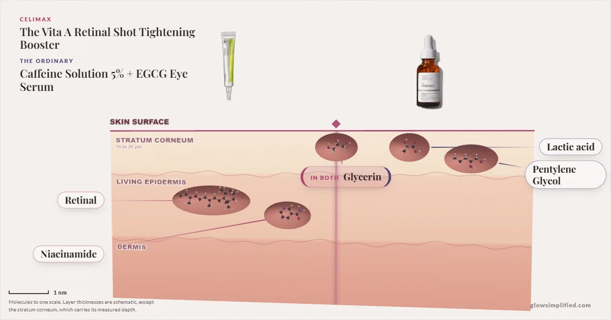 Celimax The Vita A Retinal Shot Tightening Booster and The Ordinary Caffeine Solution 5% + EGCG Eye Serum: their molecules drawn in one cross-section of skin, shared ingredients on the seam