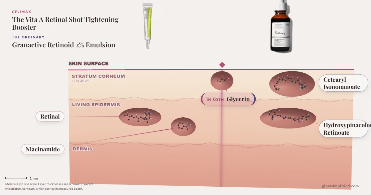 Celimax The Vita A Retinal Shot Tightening Booster and The Ordinary Granactive Retinoid 2% Emulsion: their molecules drawn in one cross-section of skin, shared ingredients on the seam