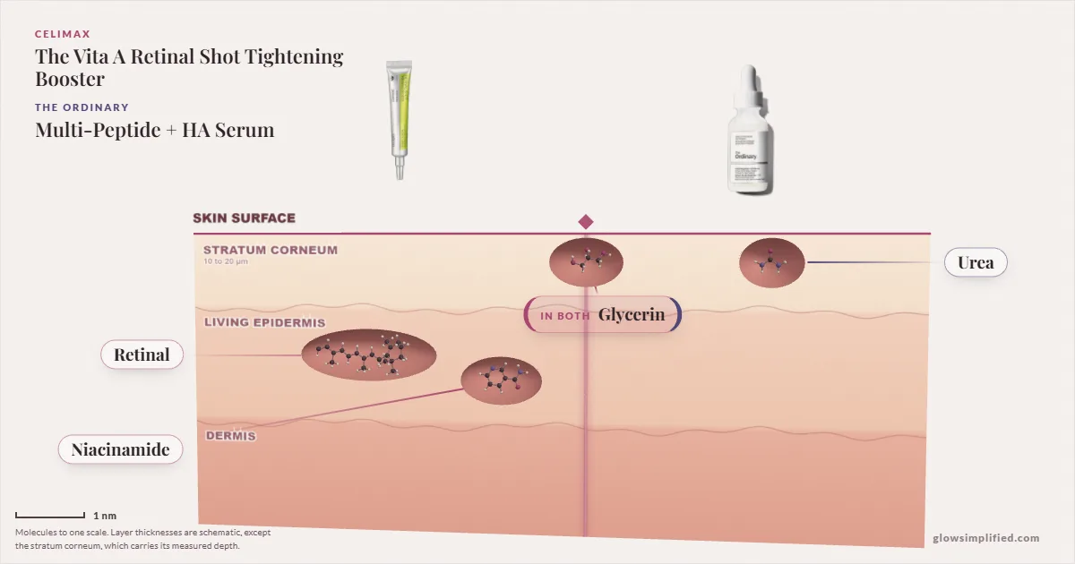 Celimax The Vita A Retinal Shot Tightening Booster and The Ordinary Multi-Peptide + HA Serum: their molecules drawn in one cross-section of skin, shared ingredients on the seam