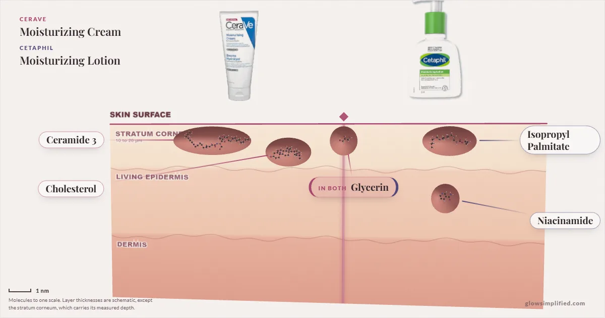 CeraVe Moisturizing Cream and Cetaphil Moisturizing Lotion: their molecules drawn in one cross-section of skin, shared ingredients on the seam