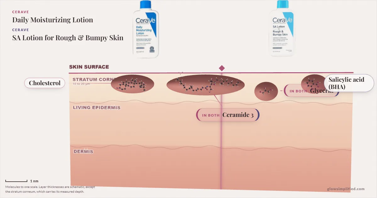 CeraVe Daily Moisturizing Lotion and CeraVe SA Lotion for Rough & Bumpy Skin: their molecules drawn in one cross-section of skin, shared ingredients on the seam