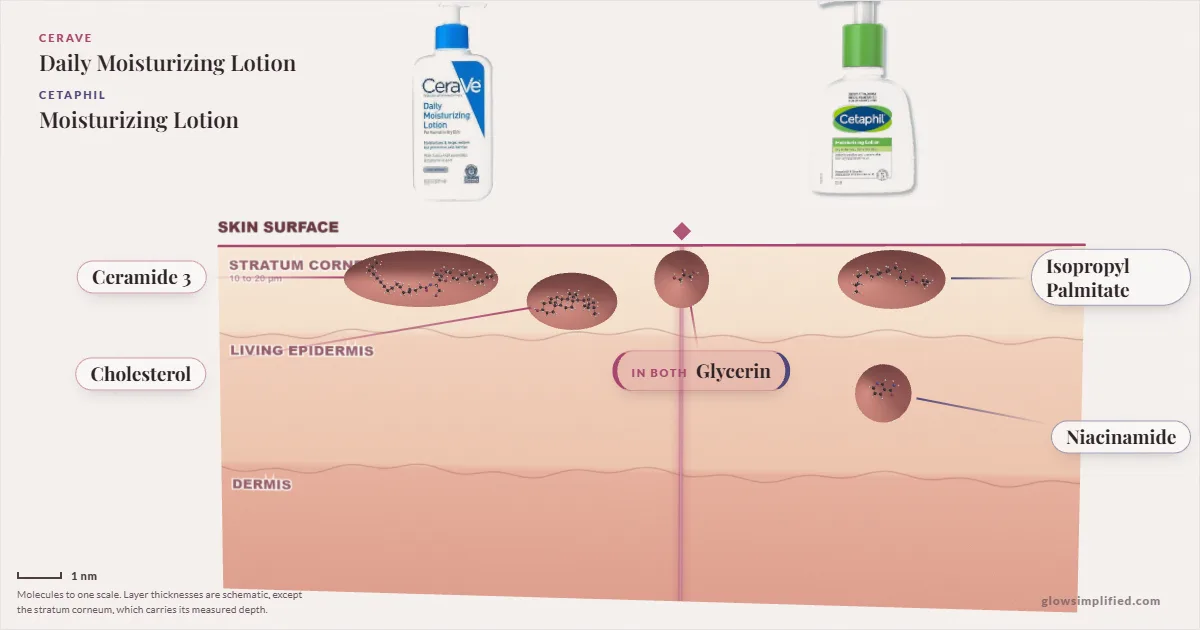 CeraVe Daily Moisturizing Lotion and Cetaphil Moisturizing Lotion: their molecules drawn in one cross-section of skin, shared ingredients on the seam