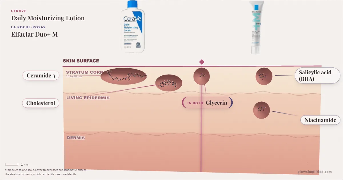 CeraVe Daily Moisturizing Lotion and La Roche-Posay Effaclar Duo+ M: their molecules drawn in one cross-section of skin, shared ingredients on the seam