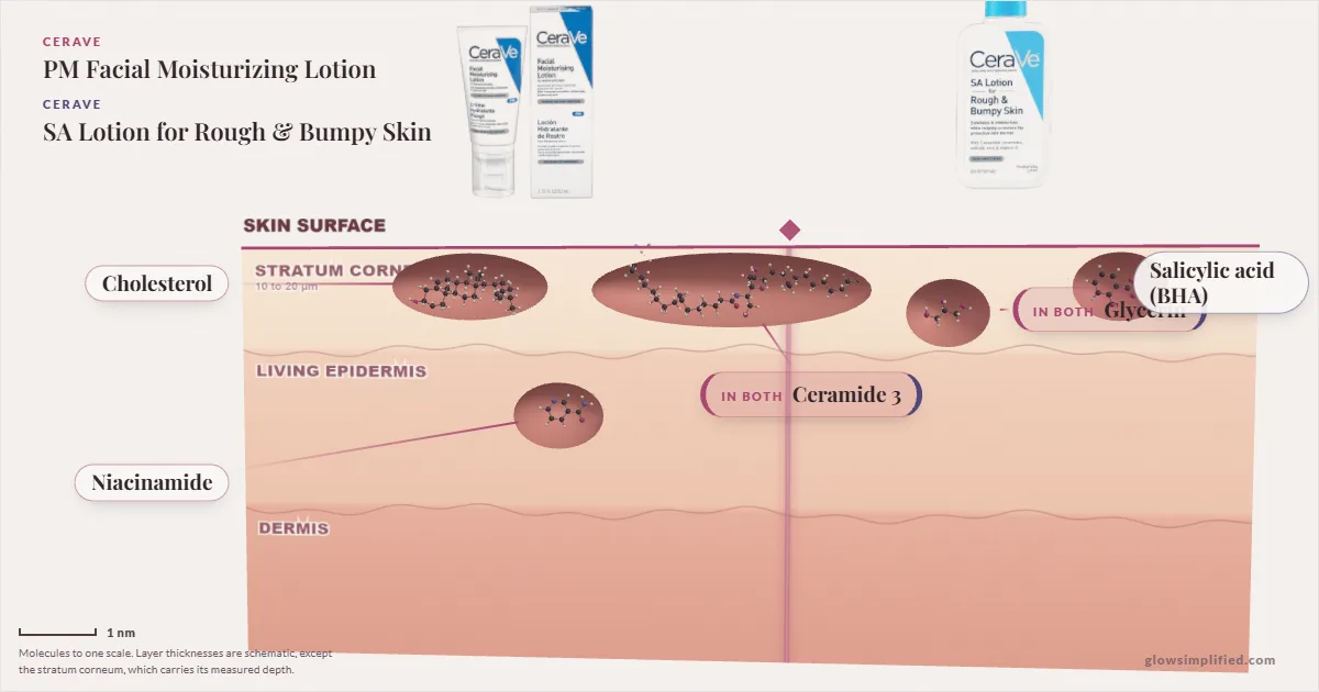 CeraVe PM Facial Moisturizing Lotion and CeraVe SA Lotion for Rough & Bumpy Skin: their molecules drawn in one cross-section of skin, shared ingredients on the seam
