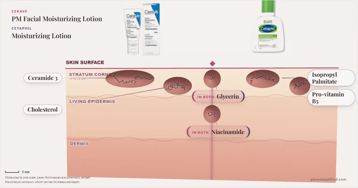 CeraVe PM Facial Moisturizing Lotion and Cetaphil Moisturizing Lotion: their molecules drawn in one cross-section of skin, shared ingredients on the seam