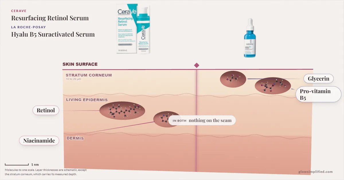 CeraVe Resurfacing Retinol Serum and La Roche-Posay Hyalu B5 Suractivated Serum: their molecules drawn in one cross-section of skin, shared ingredients on the seam