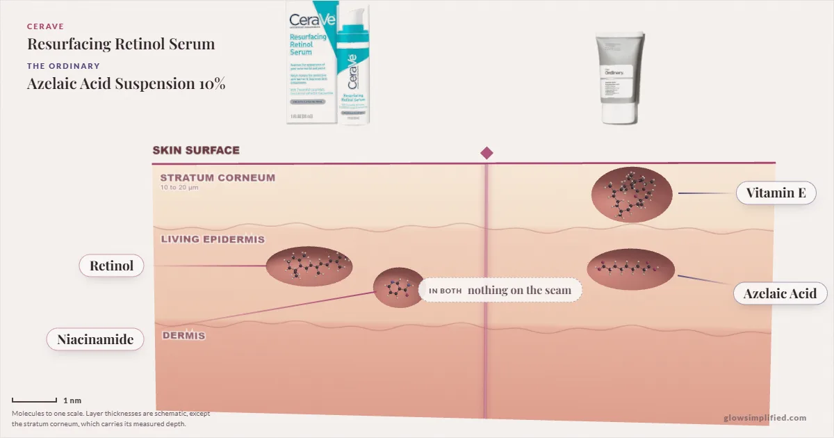 CeraVe Resurfacing Retinol Serum and The Ordinary Azelaic Acid Suspension 10%: their molecules drawn in one cross-section of skin, shared ingredients on the seam