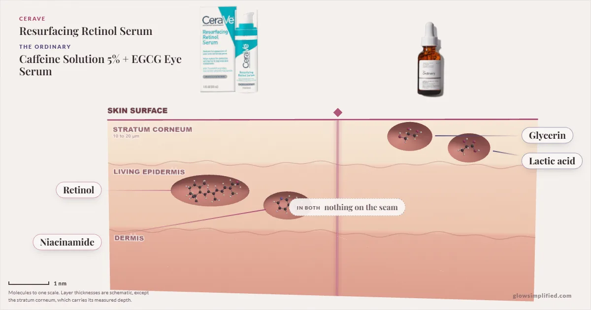 CeraVe Resurfacing Retinol Serum and The Ordinary Caffeine Solution 5% + EGCG Eye Serum: their molecules drawn in one cross-section of skin, shared ingredients on the seam