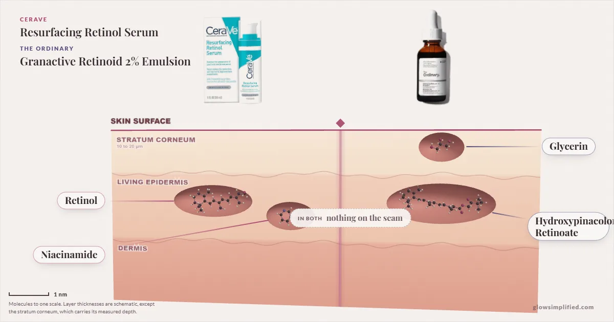 CeraVe Resurfacing Retinol Serum and The Ordinary Granactive Retinoid 2% Emulsion: their molecules drawn in one cross-section of skin, shared ingredients on the seam