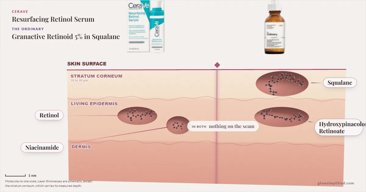 CeraVe Resurfacing Retinol Serum and The Ordinary Granactive Retinoid 5% in Squalane: their molecules drawn in one cross-section of skin, shared ingredients on the seam