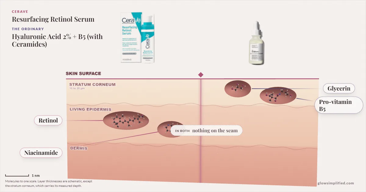 CeraVe Resurfacing Retinol Serum and The Ordinary Hyaluronic Acid 2% + B5 (with Ceramides): their molecules drawn in one cross-section of skin, shared ingredients on the seam