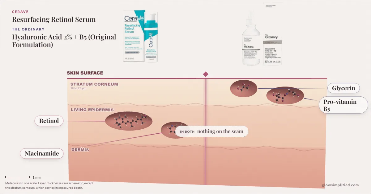 CeraVe Resurfacing Retinol Serum and The Ordinary Hyaluronic Acid 2% + B5 (Original Formulation): their molecules drawn in one cross-section of skin, shared ingredients on the seam