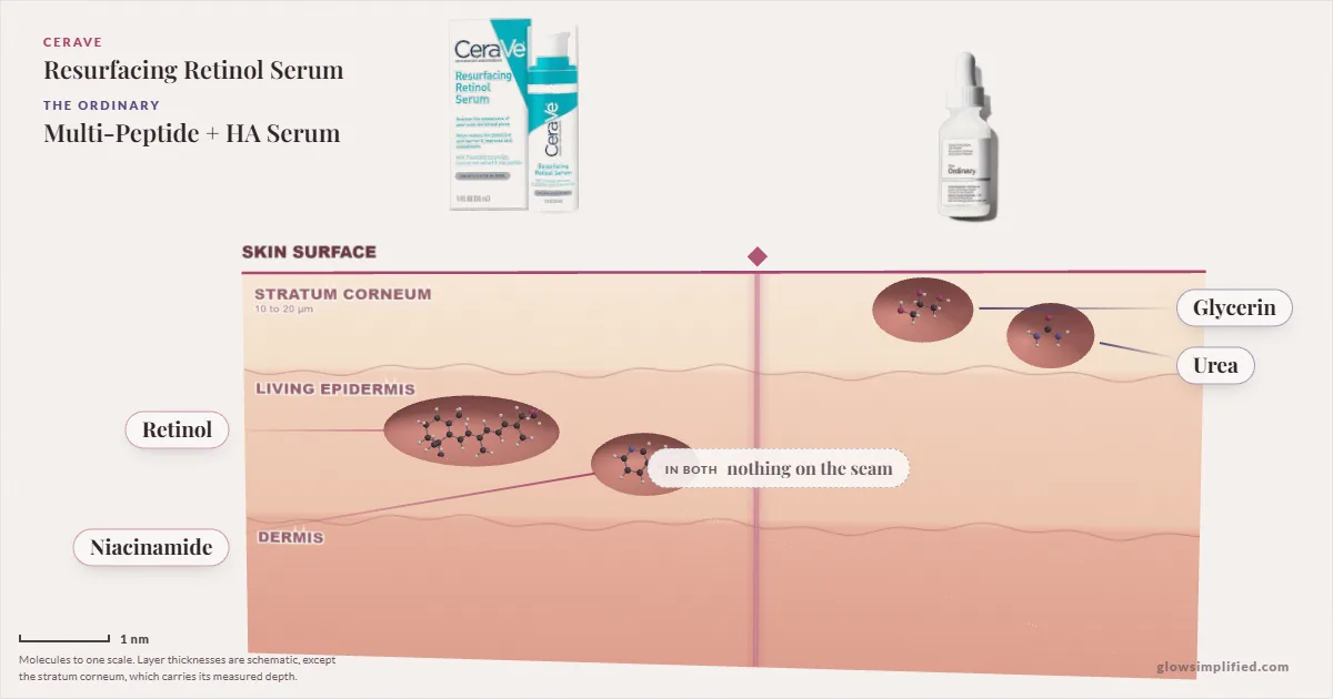CeraVe Resurfacing Retinol Serum and The Ordinary Multi-Peptide + HA Serum: their molecules drawn in one cross-section of skin, shared ingredients on the seam