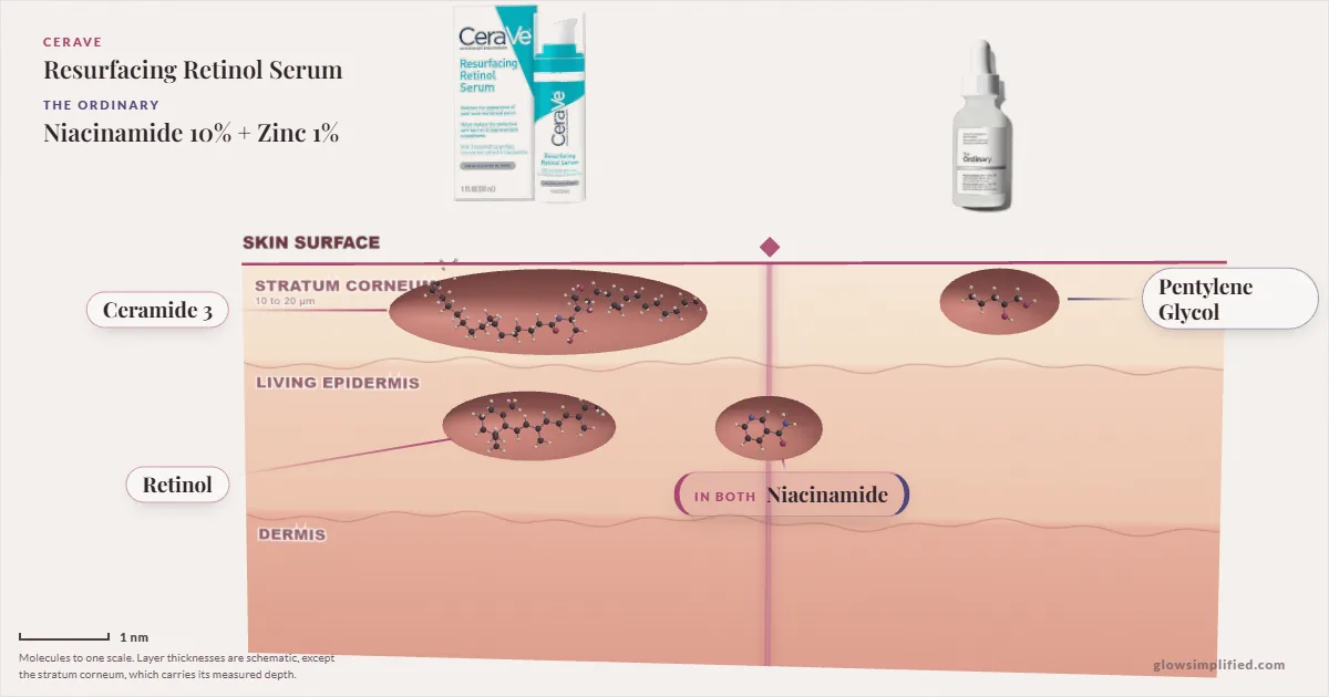CeraVe Resurfacing Retinol Serum and The Ordinary Niacinamide 10% + Zinc 1%: their molecules drawn in one cross-section of skin, shared ingredients on the seam