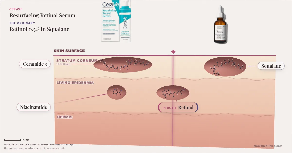 CeraVe Resurfacing Retinol Serum and The Ordinary Retinol 0.5% in Squalane: their molecules drawn in one cross-section of skin, shared ingredients on the seam