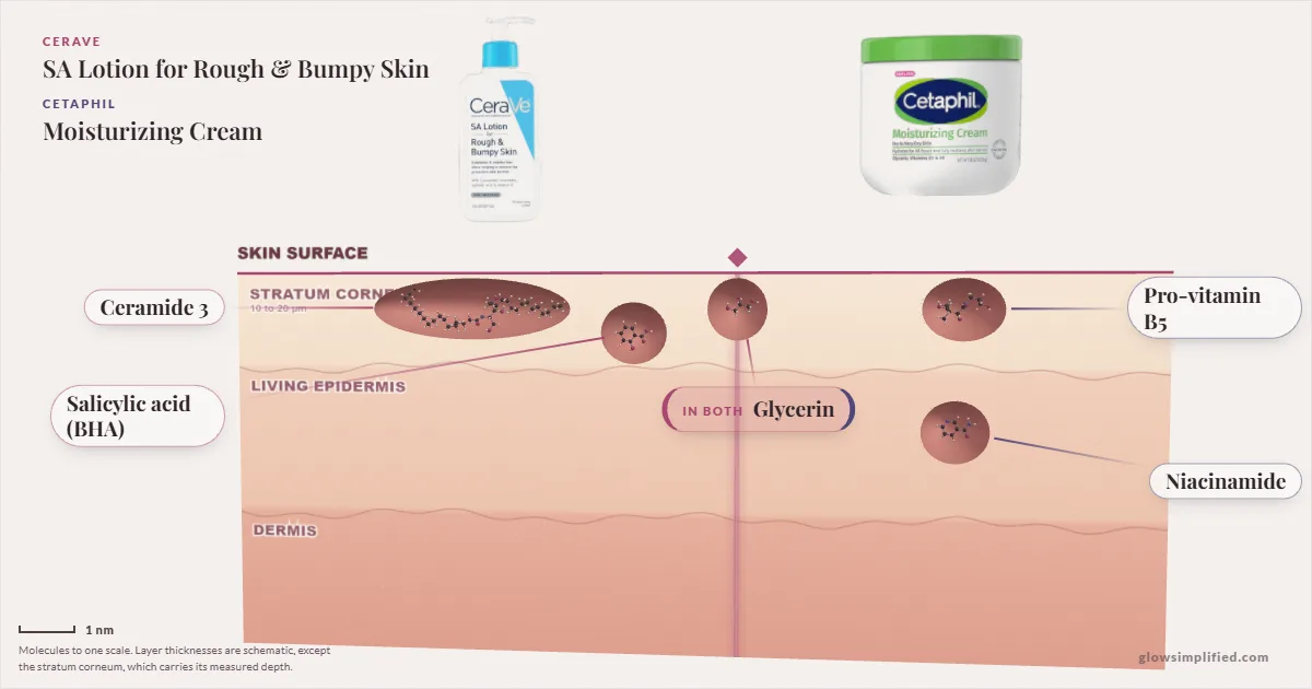 CeraVe SA Lotion for Rough & Bumpy Skin and Cetaphil Moisturizing Cream: their molecules drawn in one cross-section of skin, shared ingredients on the seam
