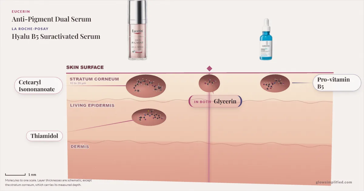 Eucerin Anti-Pigment Dual Serum and La Roche-Posay Hyalu B5 Suractivated Serum: their molecules drawn in one cross-section of skin, shared ingredients on the seam