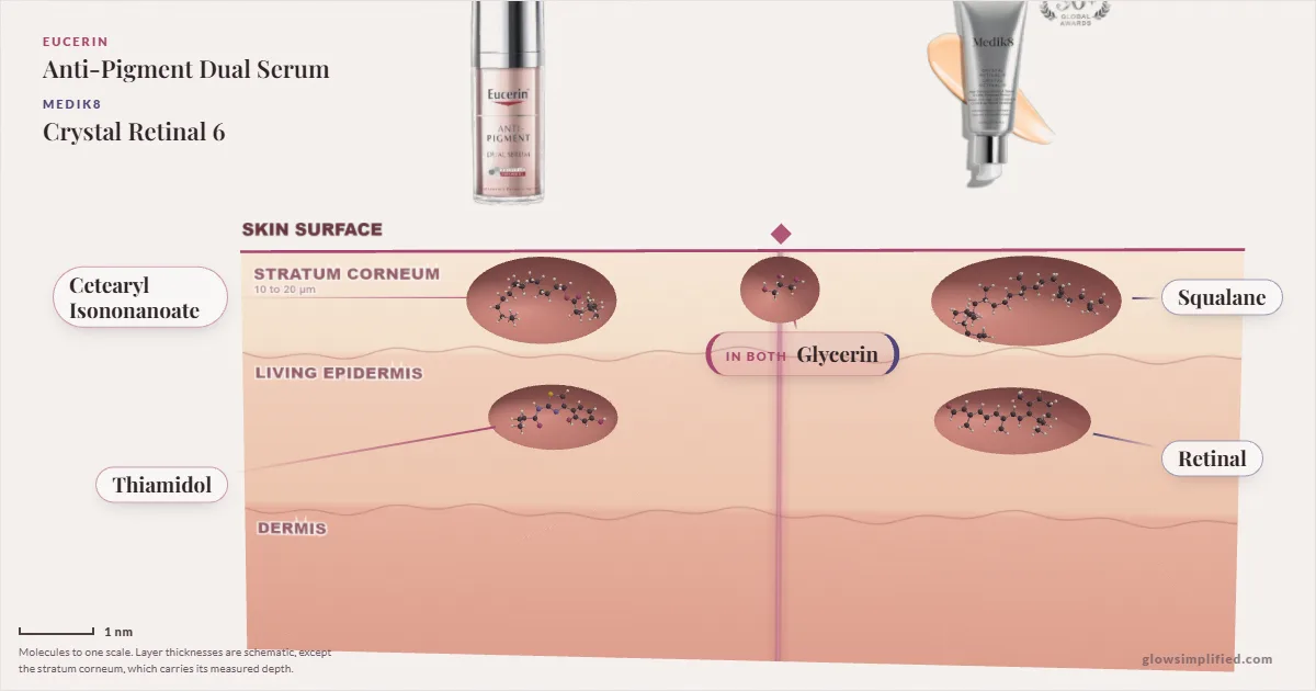 Eucerin Anti-Pigment Dual Serum and Medik8 Crystal Retinal 6: their molecules drawn in one cross-section of skin, shared ingredients on the seam