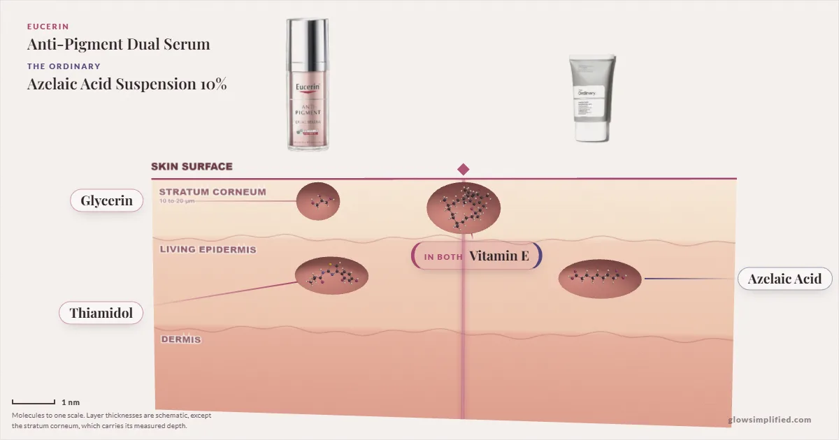 Eucerin Anti-Pigment Dual Serum and The Ordinary Azelaic Acid Suspension 10%: their molecules drawn in one cross-section of skin, shared ingredients on the seam