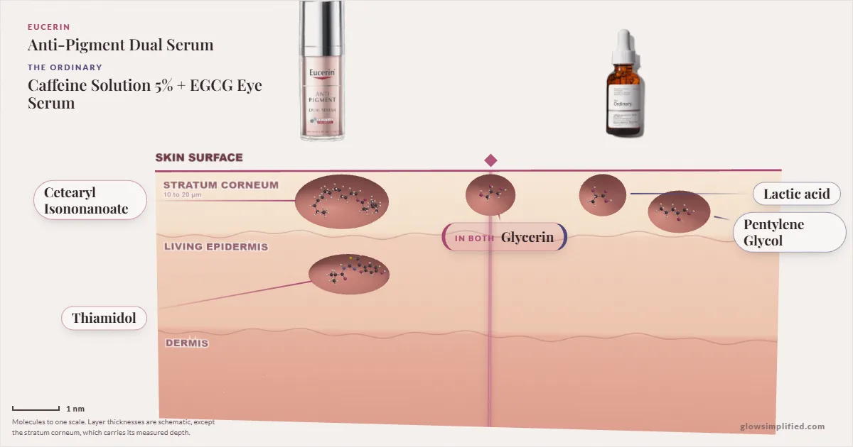 Eucerin Anti-Pigment Dual Serum and The Ordinary Caffeine Solution 5% + EGCG Eye Serum: their molecules drawn in one cross-section of skin, shared ingredients on the seam