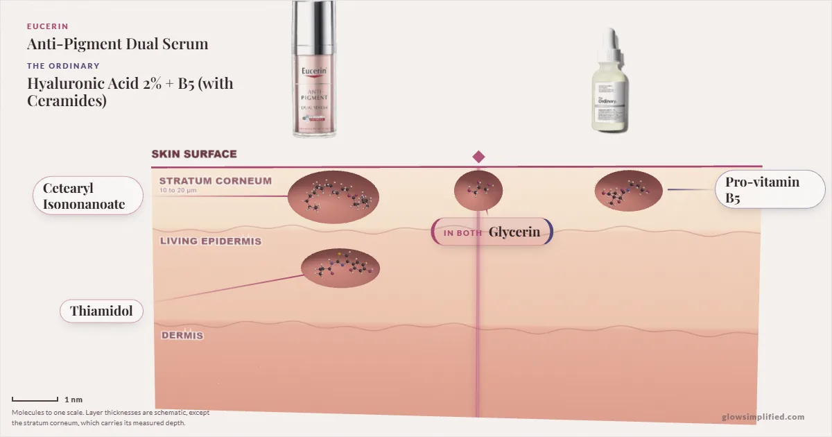 Eucerin Anti-Pigment Dual Serum and The Ordinary Hyaluronic Acid 2% + B5 (with Ceramides): their molecules drawn in one cross-section of skin, shared ingredients on the seam