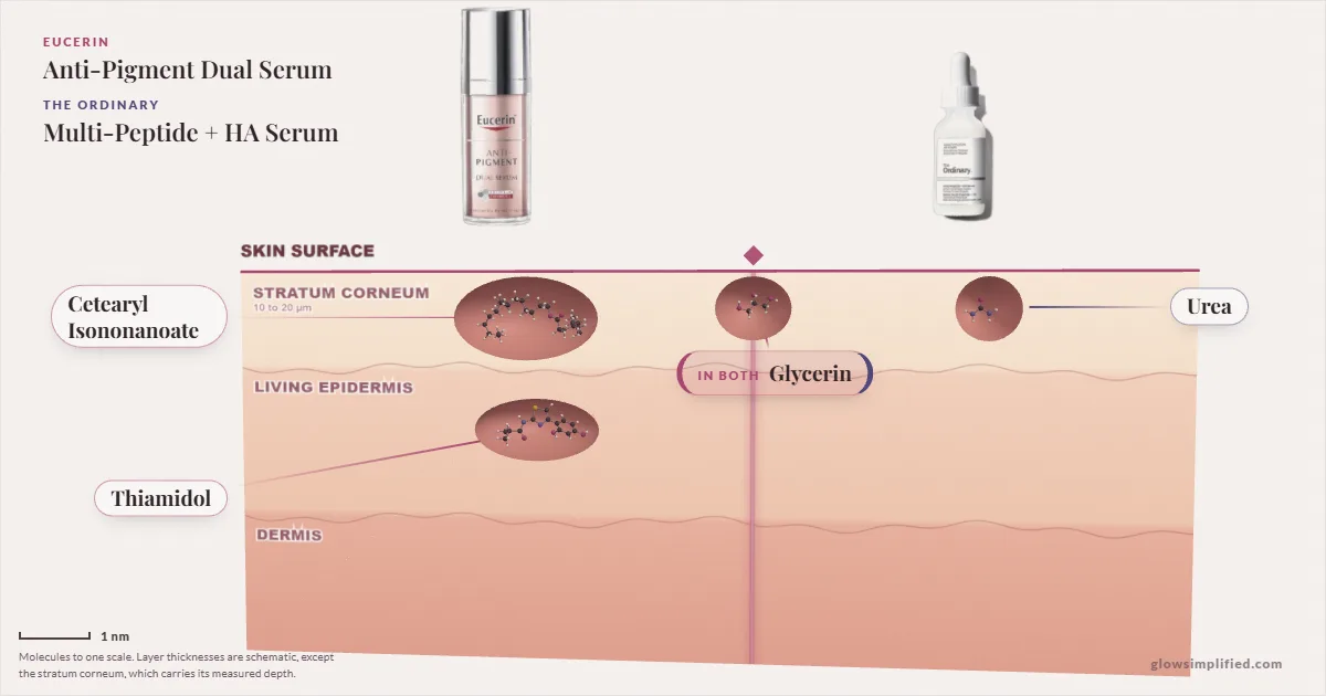 Eucerin Anti-Pigment Dual Serum and The Ordinary Multi-Peptide + HA Serum: their molecules drawn in one cross-section of skin, shared ingredients on the seam