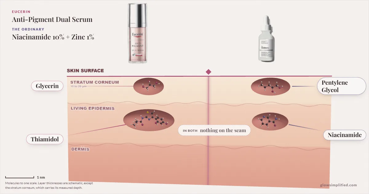 Eucerin Anti-Pigment Dual Serum and The Ordinary Niacinamide 10% + Zinc 1%: their molecules drawn in one cross-section of skin, shared ingredients on the seam
