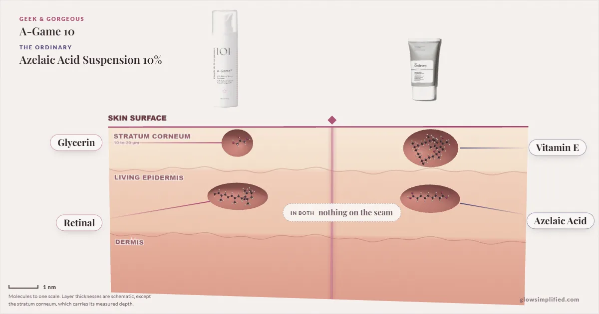 Geek & Gorgeous A-Game 10 and The Ordinary Azelaic Acid Suspension 10%: their molecules drawn in one cross-section of skin, shared ingredients on the seam