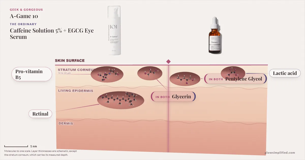 Geek & Gorgeous A-Game 10 and The Ordinary Caffeine Solution 5% + EGCG Eye Serum: their molecules drawn in one cross-section of skin, shared ingredients on the seam