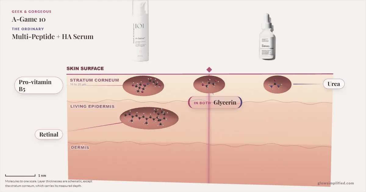 Geek & Gorgeous A-Game 10 and The Ordinary Multi-Peptide + HA Serum: their molecules drawn in one cross-section of skin, shared ingredients on the seam