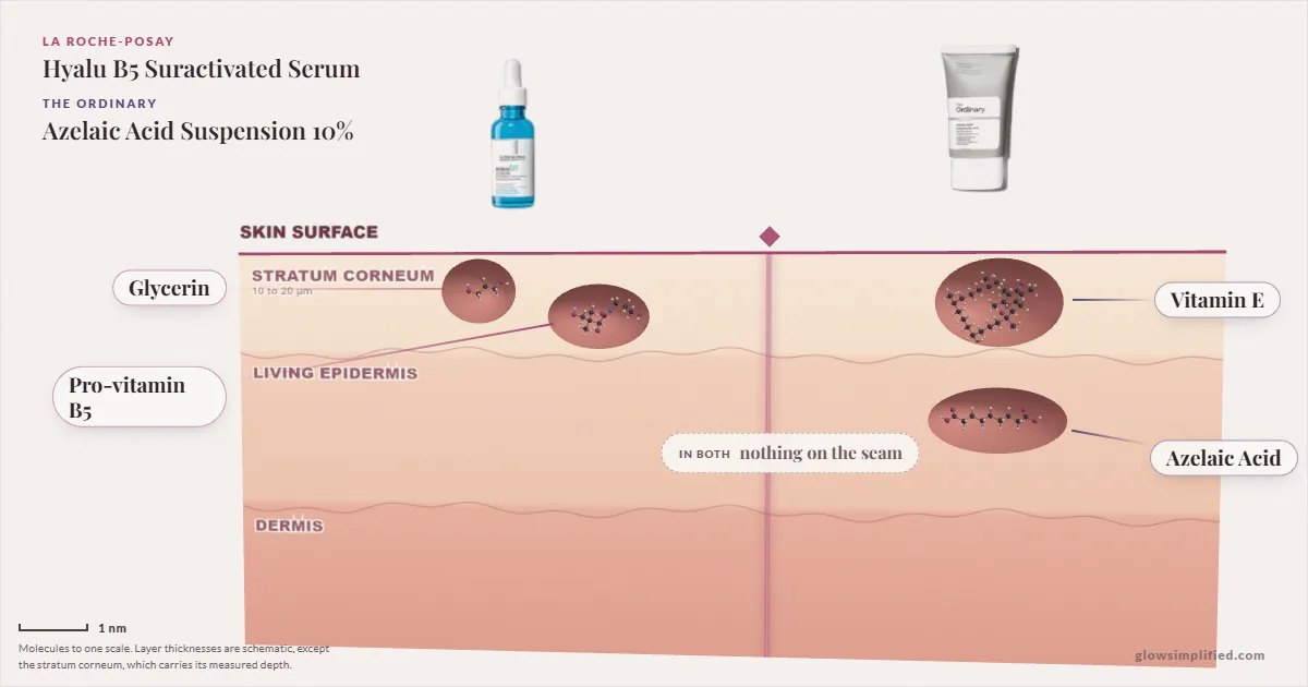La Roche-Posay Hyalu B5 Suractivated Serum and The Ordinary Azelaic Acid Suspension 10%: their molecules drawn in one cross-section of skin, shared ingredients on the seam