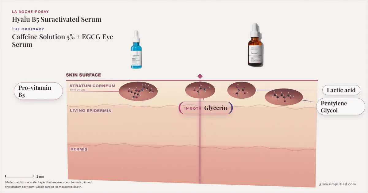 La Roche-Posay Hyalu B5 Suractivated Serum and The Ordinary Caffeine Solution 5% + EGCG Eye Serum: their molecules drawn in one cross-section of skin, shared ingredients on the seam