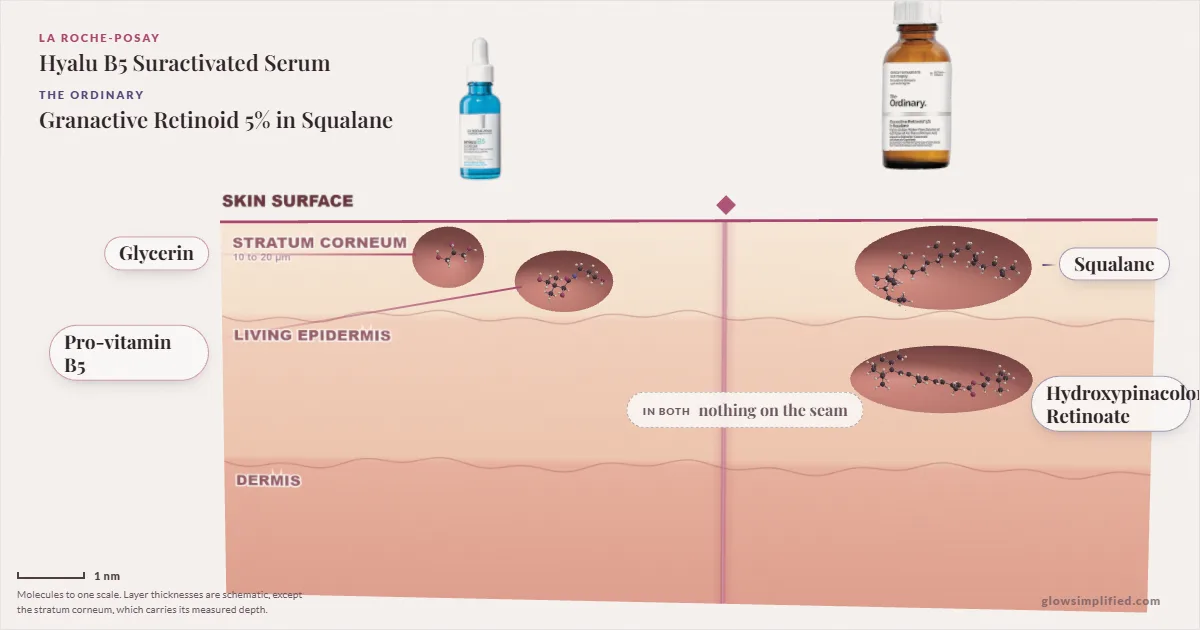 La Roche-Posay Hyalu B5 Suractivated Serum and The Ordinary Granactive Retinoid 5% in Squalane: their molecules drawn in one cross-section of skin, shared ingredients on the seam
