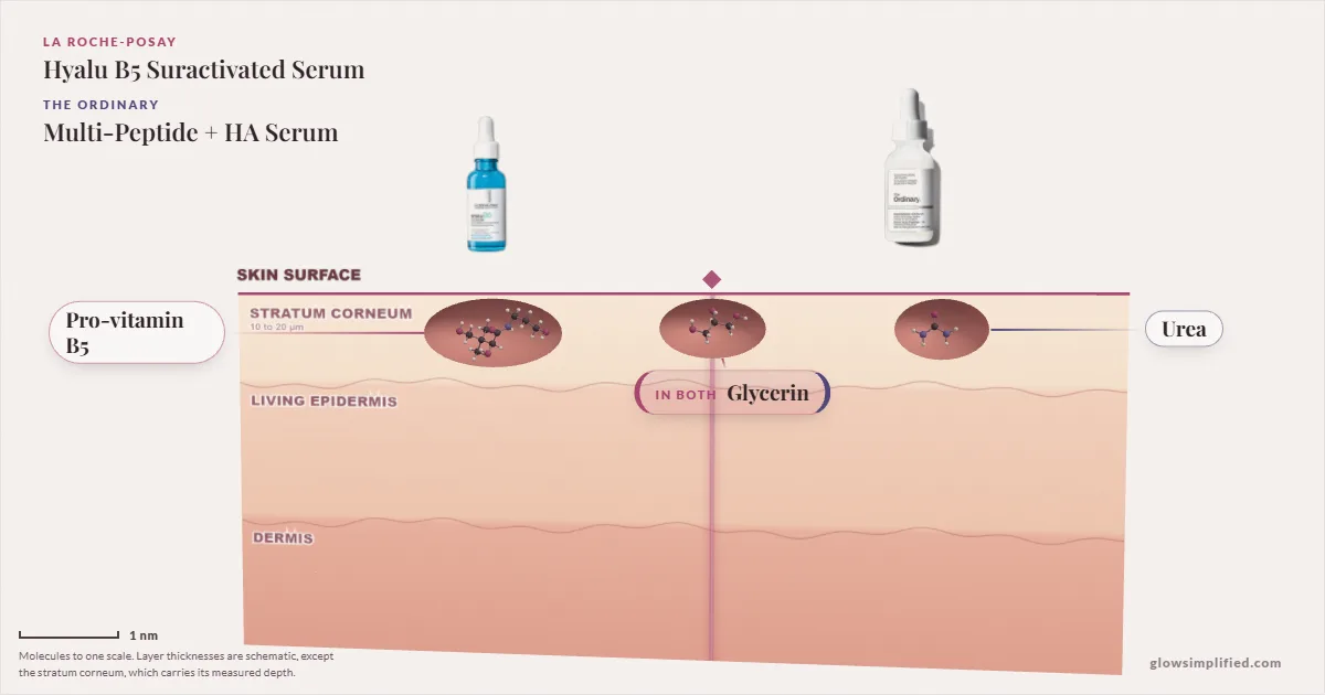 La Roche-Posay Hyalu B5 Suractivated Serum and The Ordinary Multi-Peptide + HA Serum: their molecules drawn in one cross-section of skin, shared ingredients on the seam