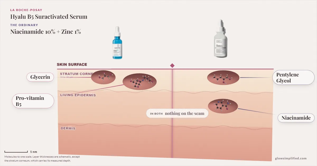 La Roche-Posay Hyalu B5 Suractivated Serum and The Ordinary Niacinamide 10% + Zinc 1%: their molecules drawn in one cross-section of skin, shared ingredients on the seam