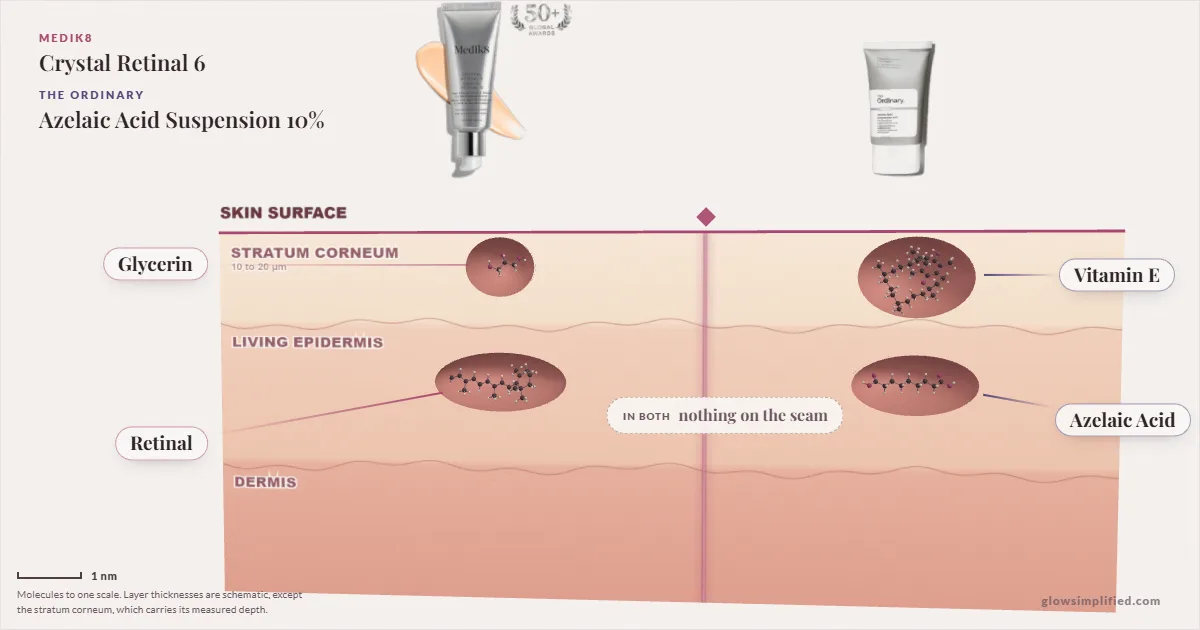 Medik8 Crystal Retinal 6 and The Ordinary Azelaic Acid Suspension 10%: their molecules drawn in one cross-section of skin, shared ingredients on the seam