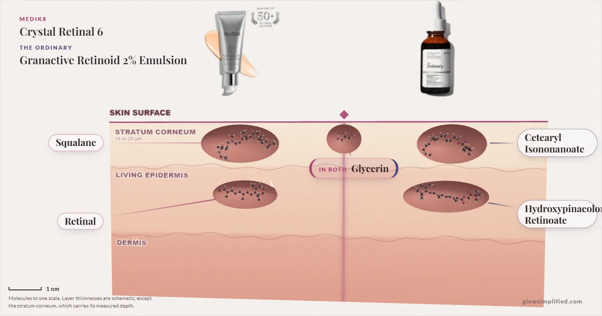 Medik8 Crystal Retinal 6 and The Ordinary Granactive Retinoid 2% Emulsion: their molecules drawn in one cross-section of skin, shared ingredients on the seam