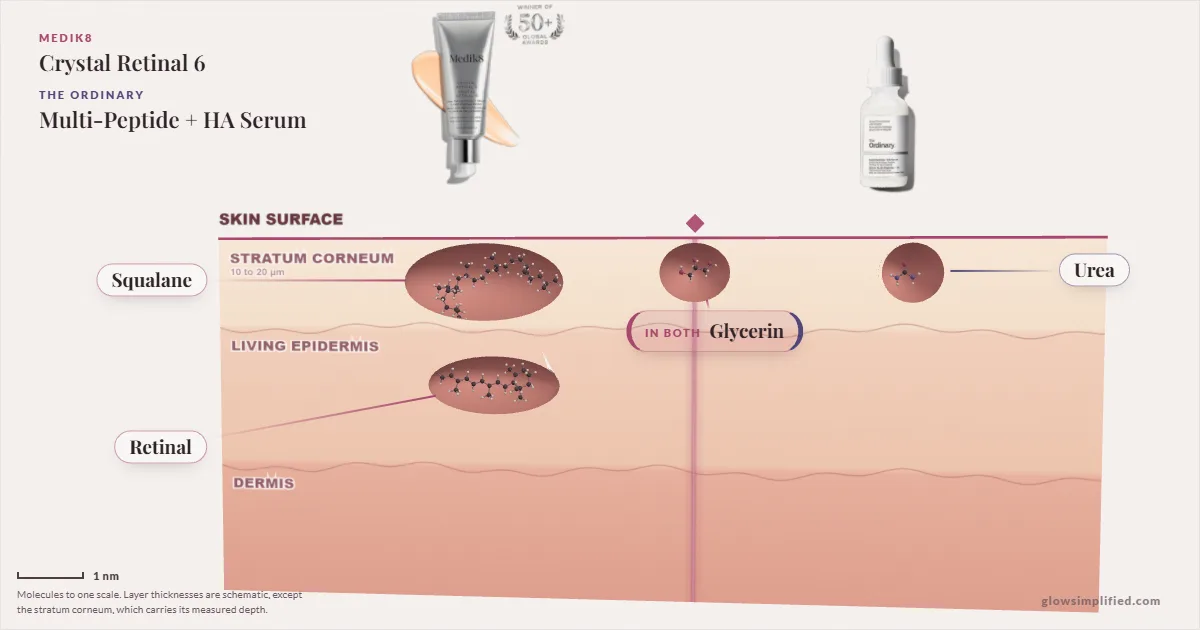 Medik8 Crystal Retinal 6 and The Ordinary Multi-Peptide + HA Serum: their molecules drawn in one cross-section of skin, shared ingredients on the seam