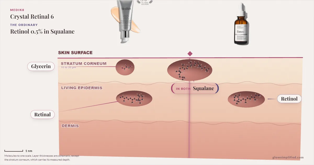 Medik8 Crystal Retinal 6 and The Ordinary Retinol 0.5% in Squalane: their molecules drawn in one cross-section of skin, shared ingredients on the seam