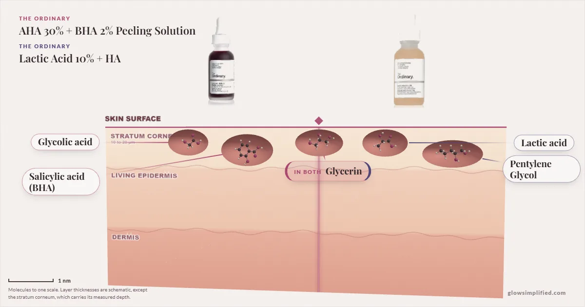 The Ordinary AHA 30% + BHA 2% Peeling Solution and The Ordinary Lactic Acid 10% + HA: their molecules drawn in one cross-section of skin, shared ingredients on the seam