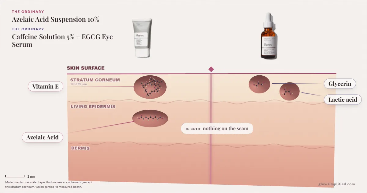 The Ordinary Azelaic Acid Suspension 10% and The Ordinary Caffeine Solution 5% + EGCG Eye Serum: their molecules drawn in one cross-section of skin, shared ingredients on the seam