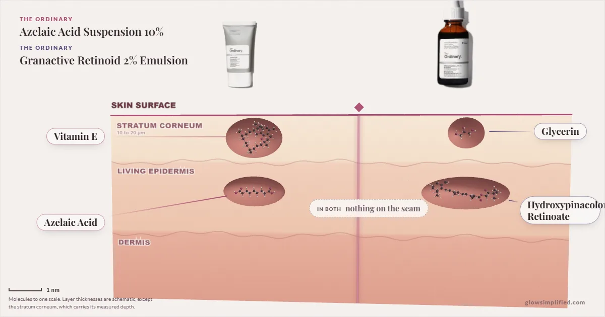 The Ordinary Azelaic Acid Suspension 10% and The Ordinary Granactive Retinoid 2% Emulsion: their molecules drawn in one cross-section of skin, shared ingredients on the seam