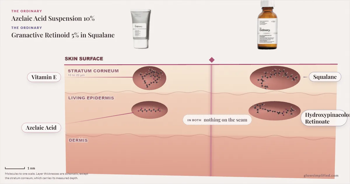 The Ordinary Azelaic Acid Suspension 10% and The Ordinary Granactive Retinoid 5% in Squalane: their molecules drawn in one cross-section of skin, shared ingredients on the seam